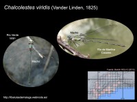 /album/familia-lestidae/a007-chalcolestes-viridis-copia-jpg/